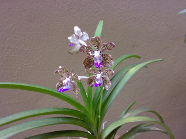 Black Orchid, Cockerel, Strawberry Plant and Bakawali Flower ...